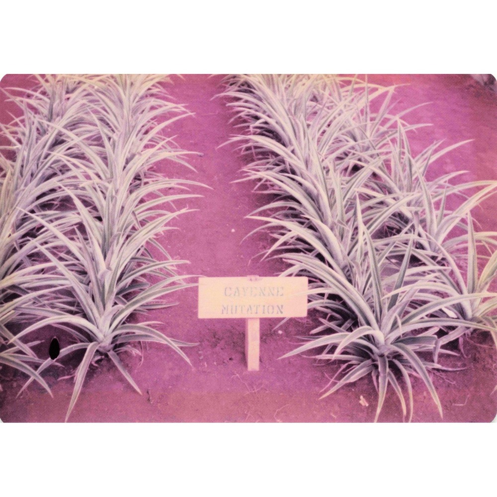 Vintage 1970s Hawaii Oahu Del Monte Pineapple Wahiawa Garden Photo Lot of 8 - Picture 7 of 8